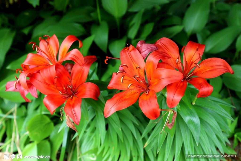 鲜花