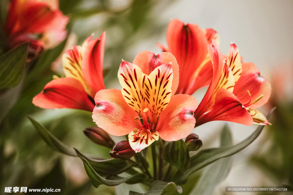 鲜花