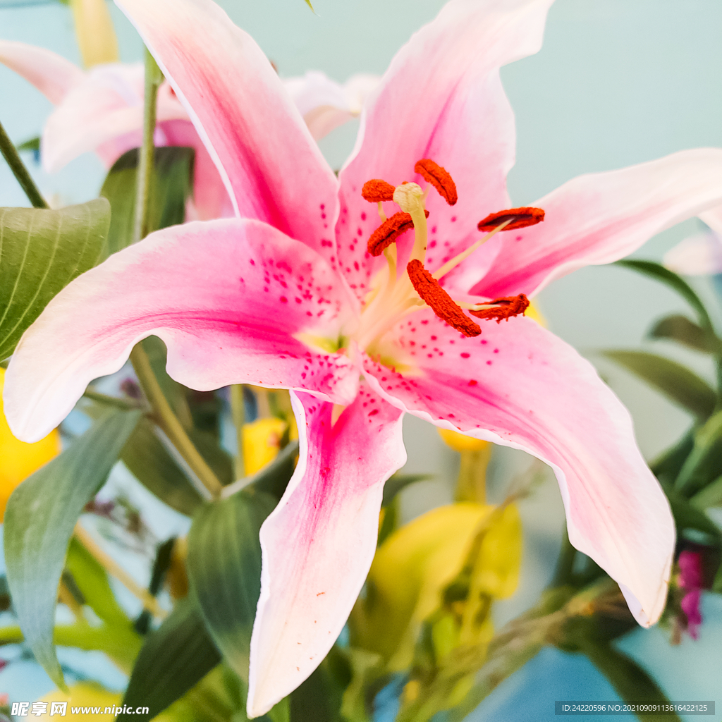 鲜花