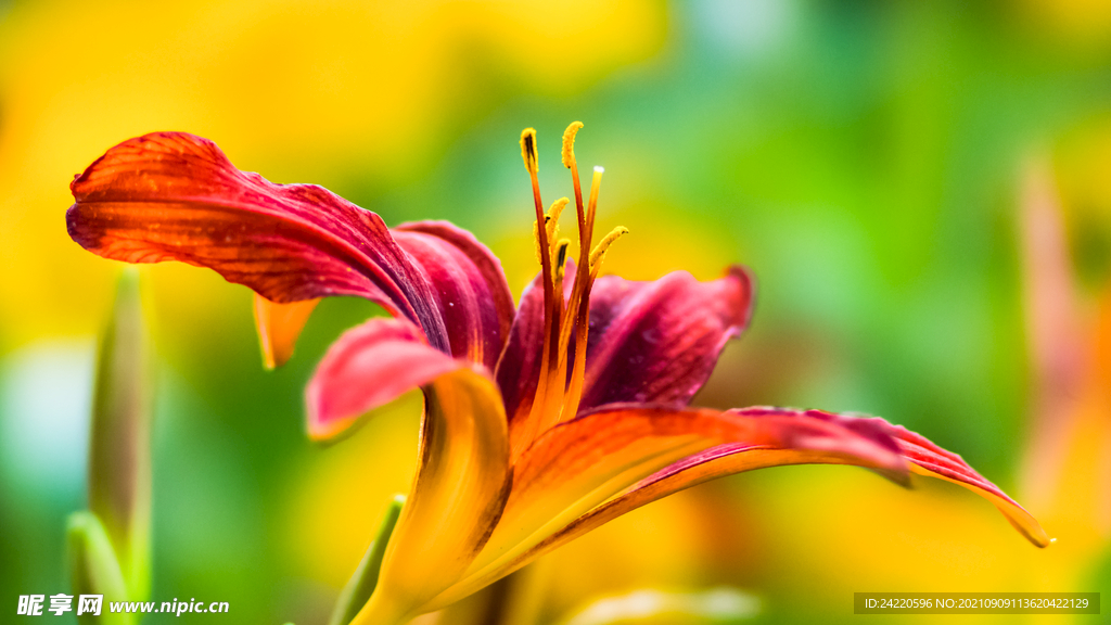 鲜花