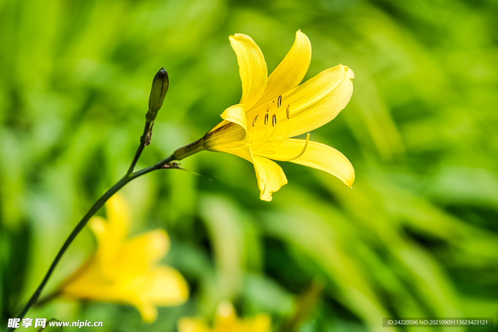鲜花