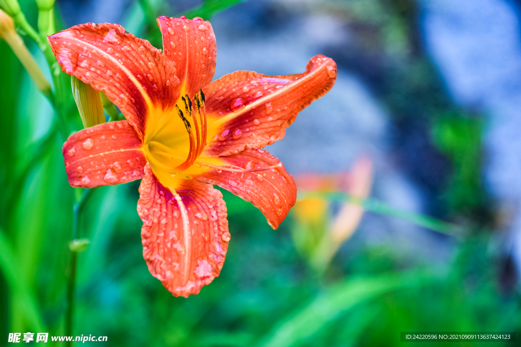 鲜花