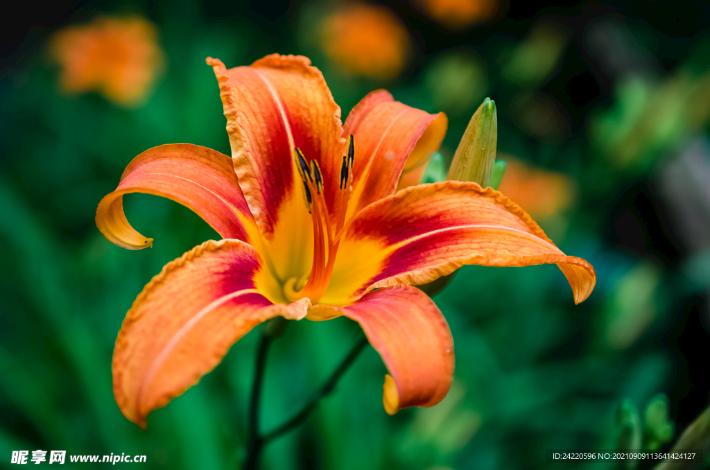 鲜花