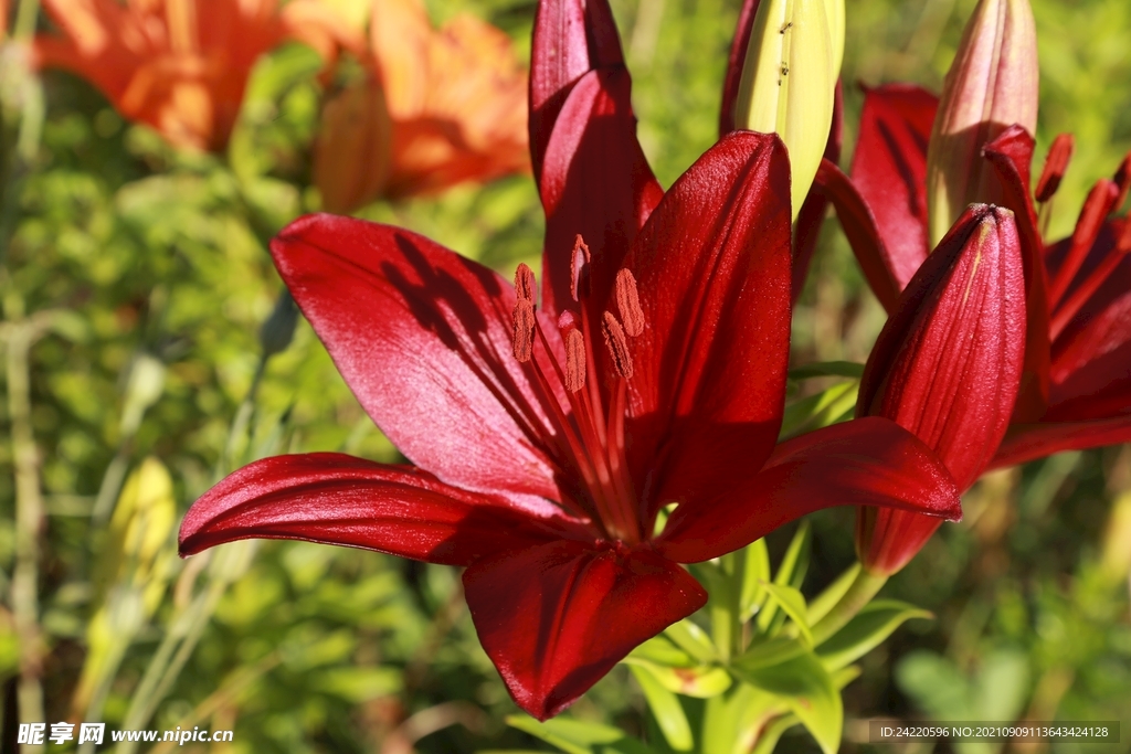 鲜花