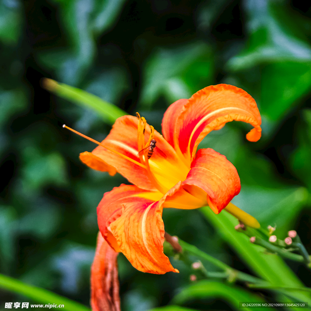 鲜花