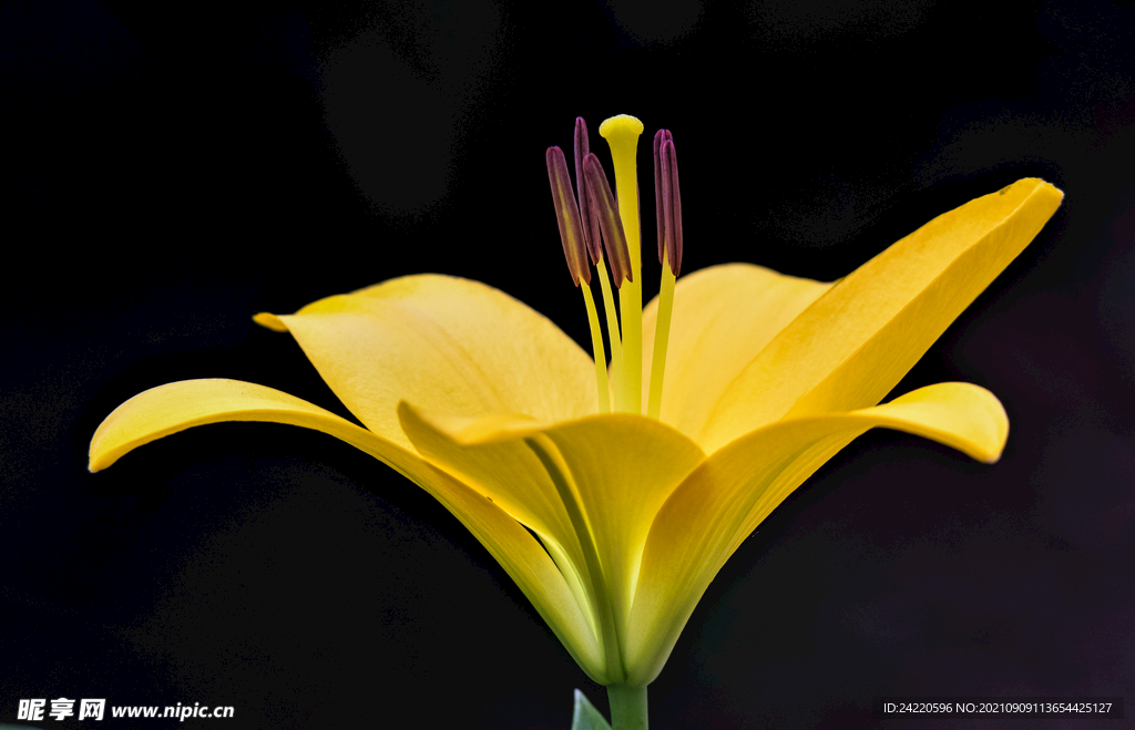 鲜花