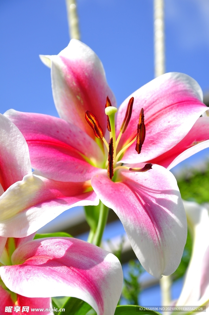 鲜花