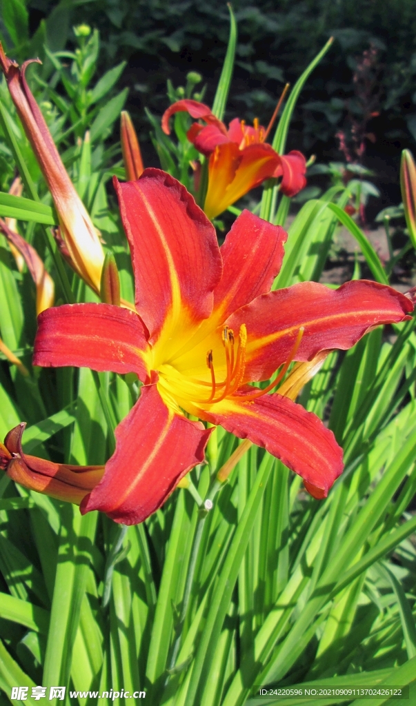鲜花
