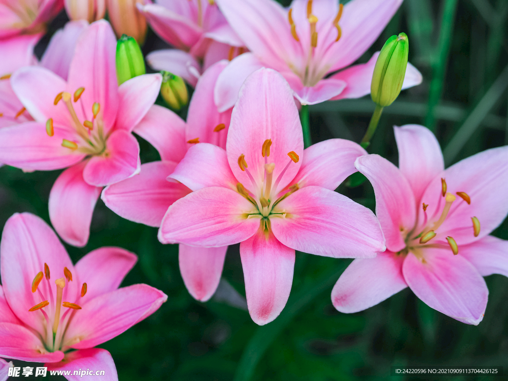 鲜花