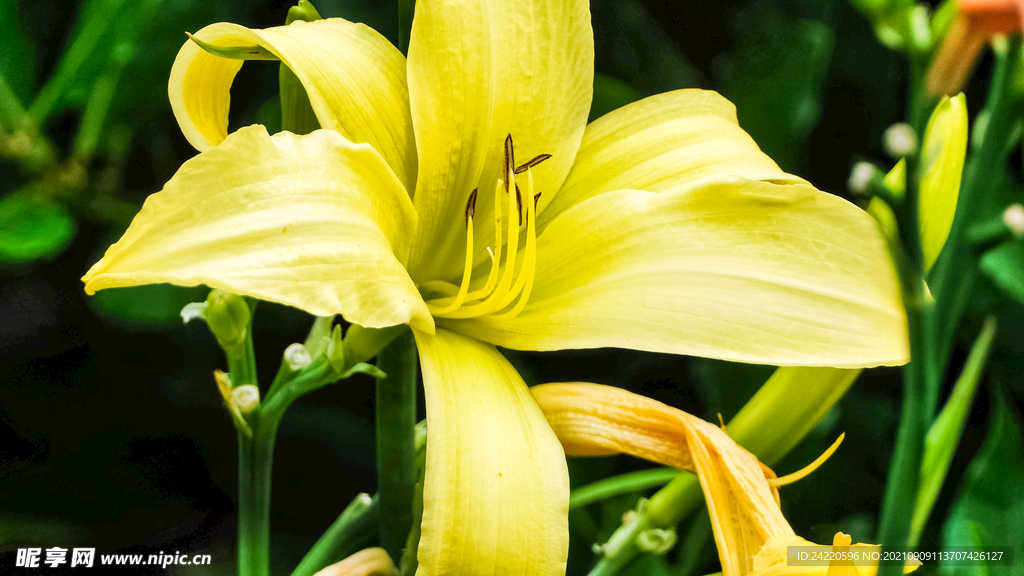鲜花