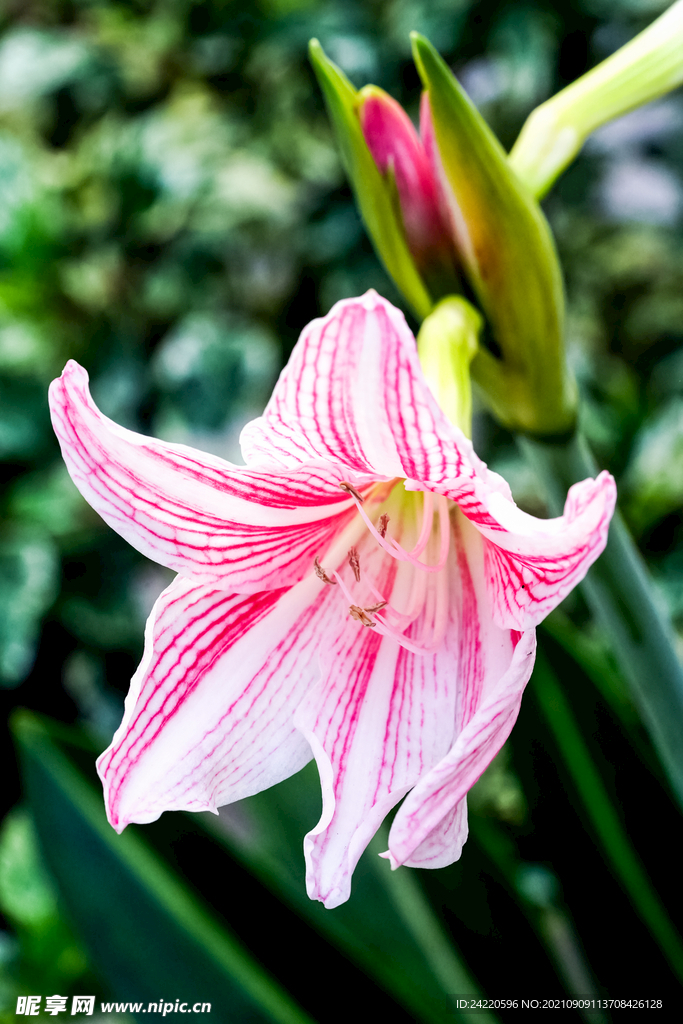 鲜花