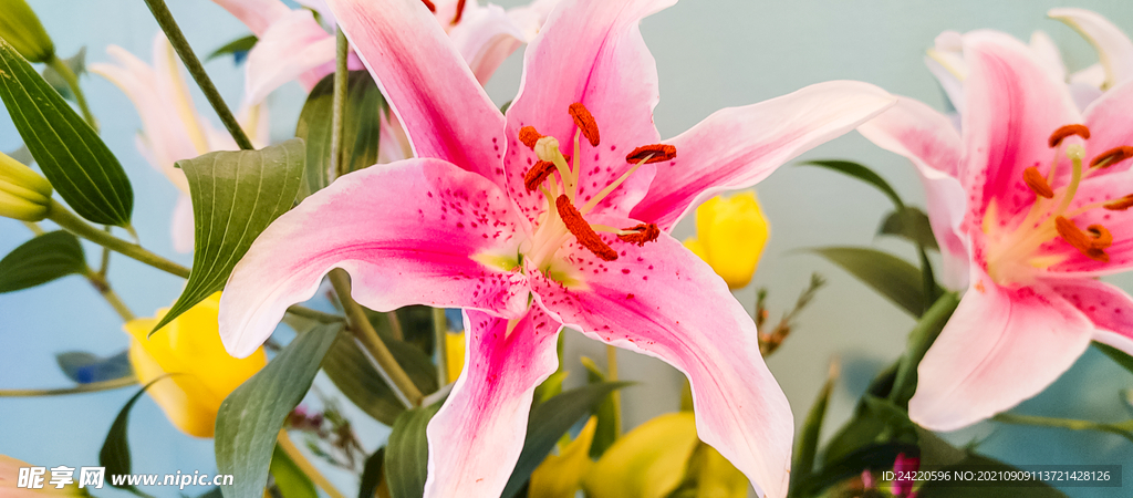 鲜花