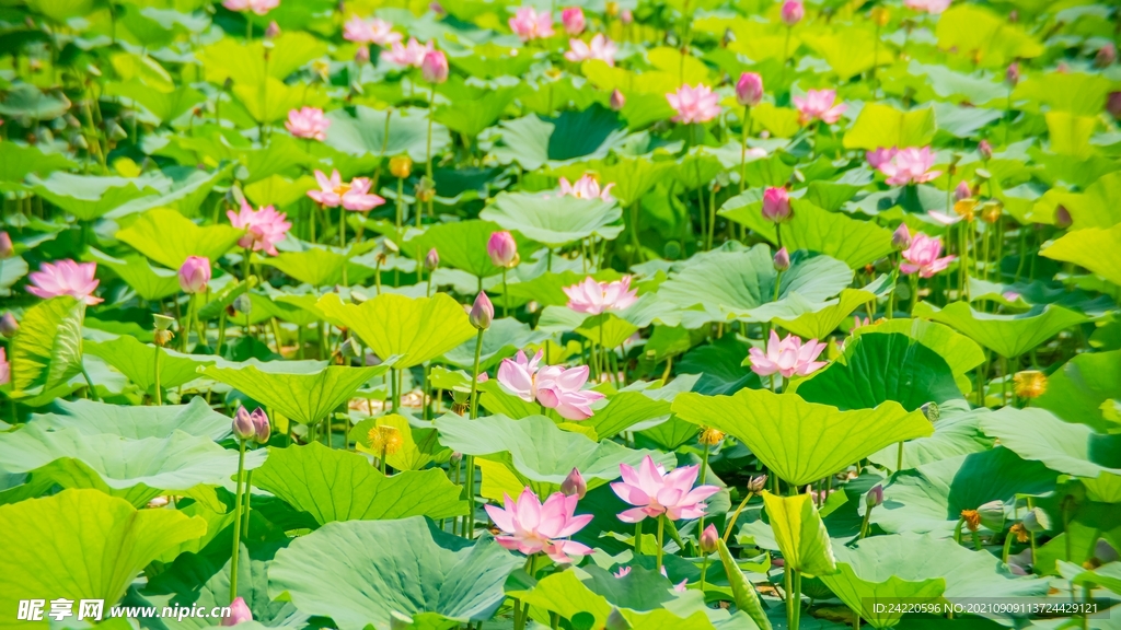 荷花