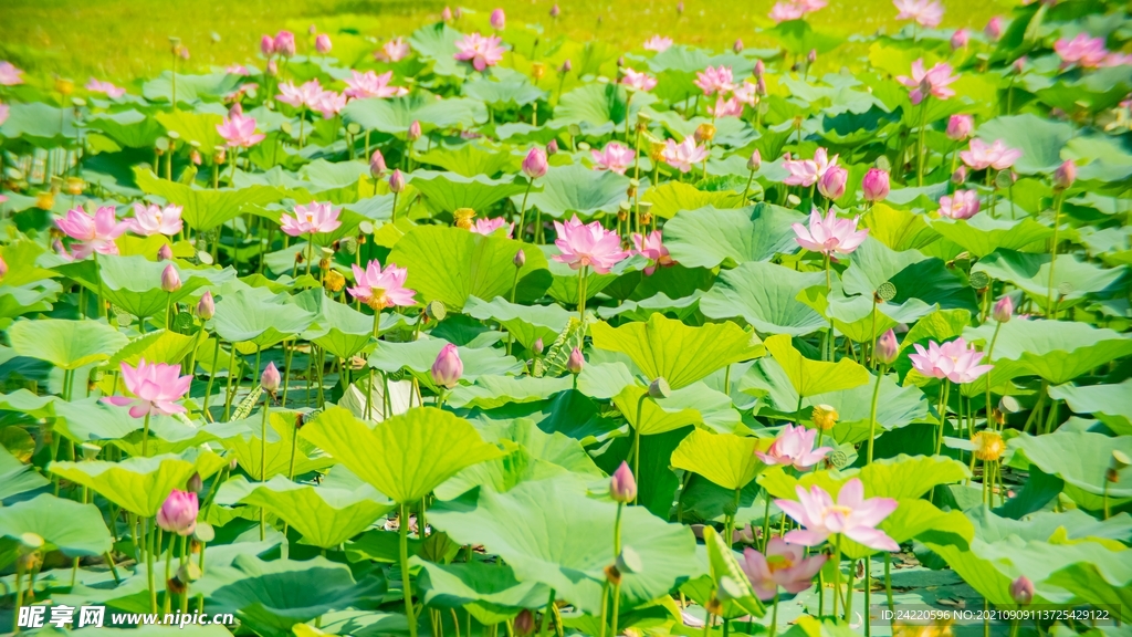 荷花