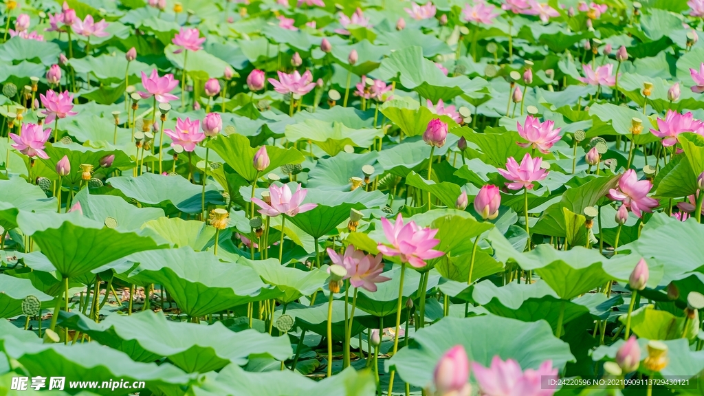 荷花