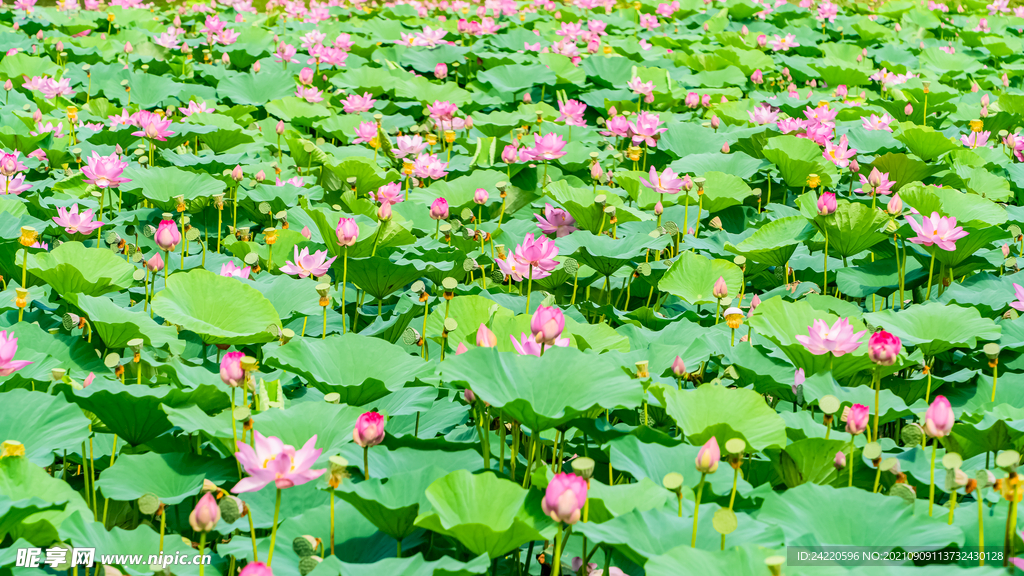 荷花