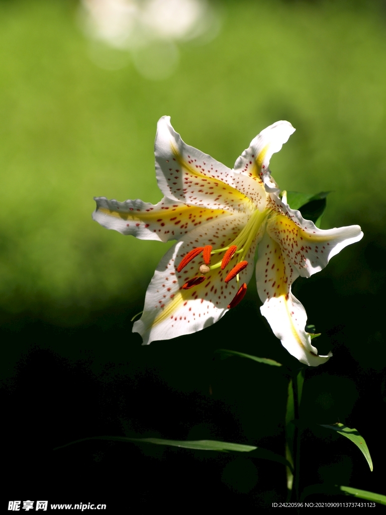 鲜花