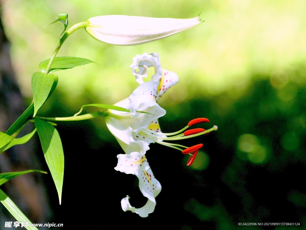 鲜花