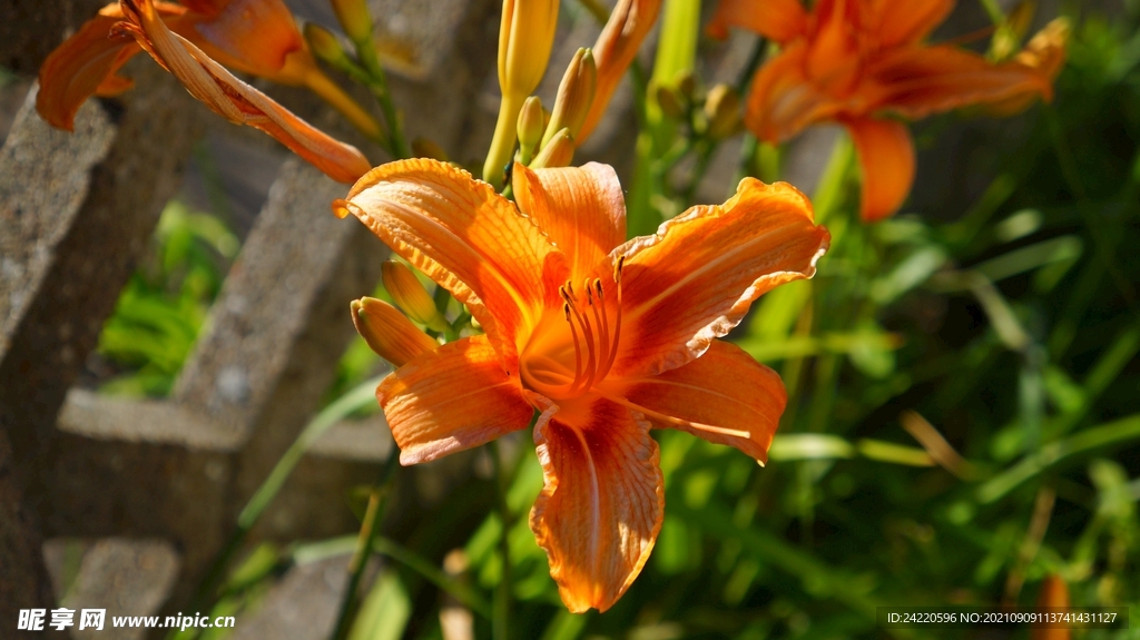 鲜花
