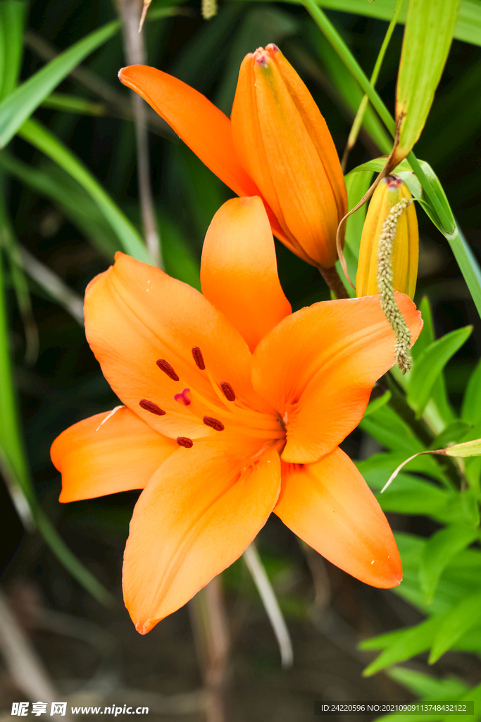 鲜花