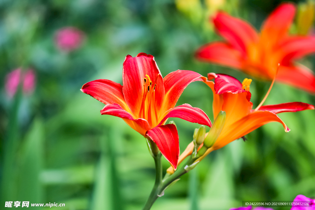鲜花