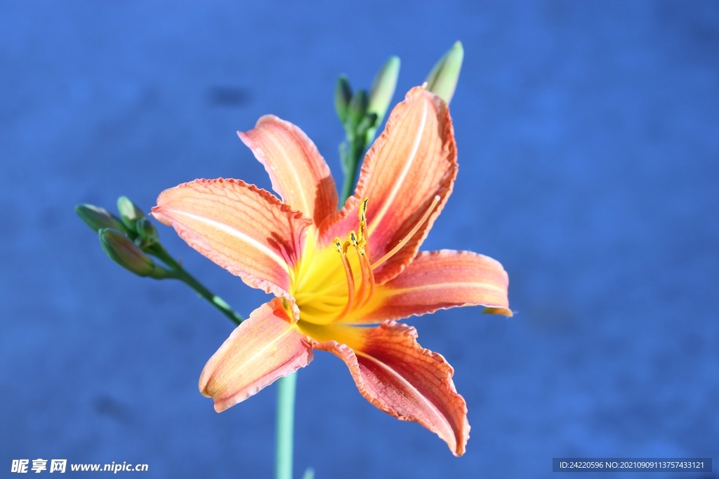 鲜花