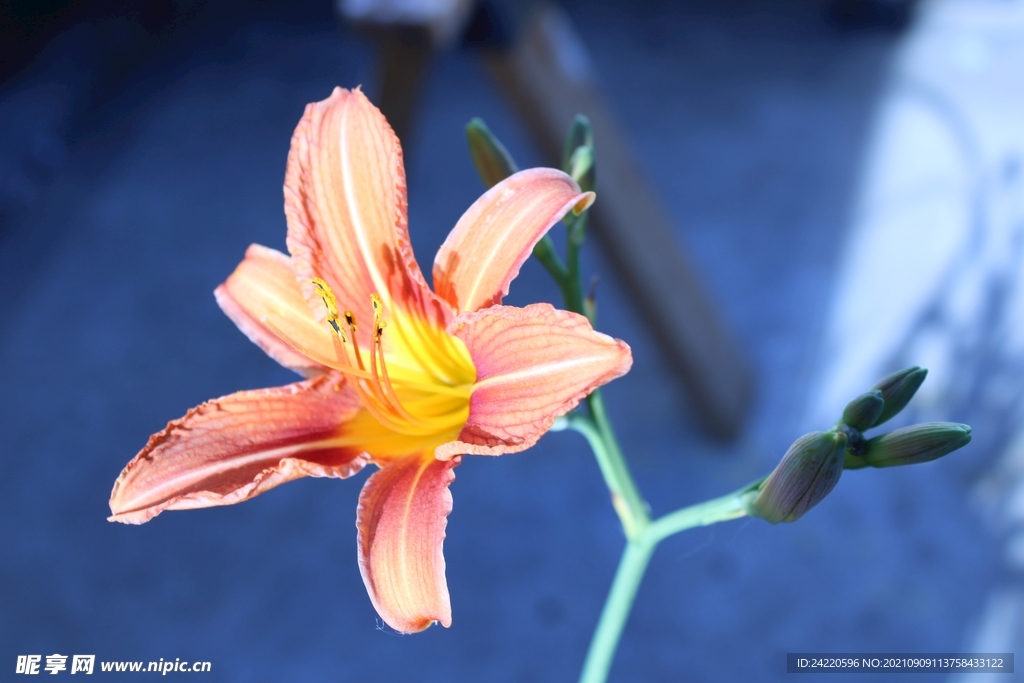 鲜花