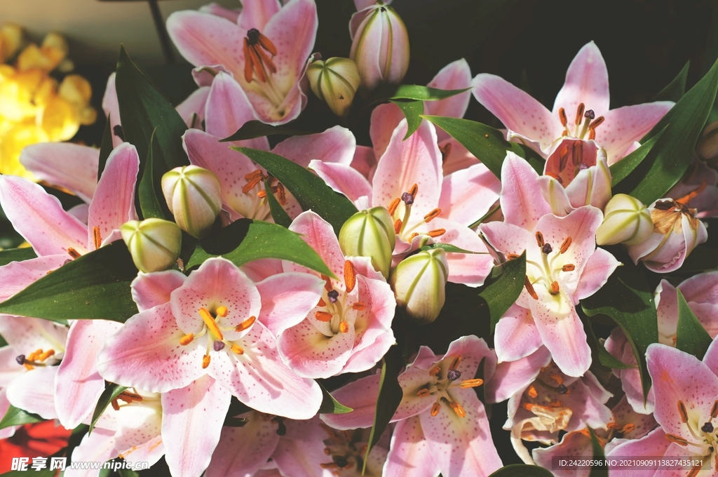 鲜花