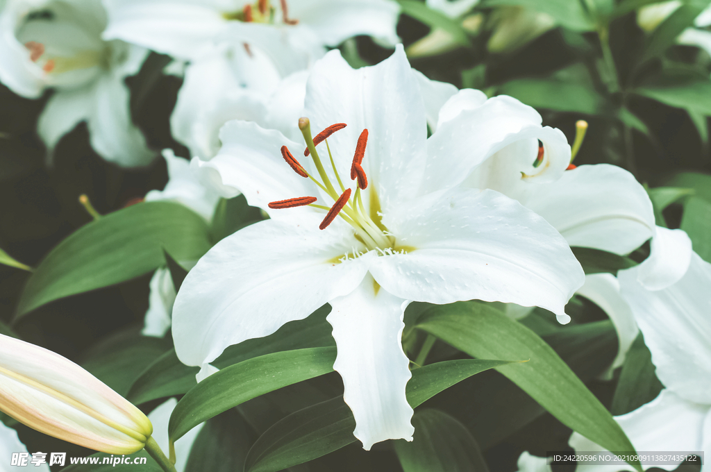鲜花