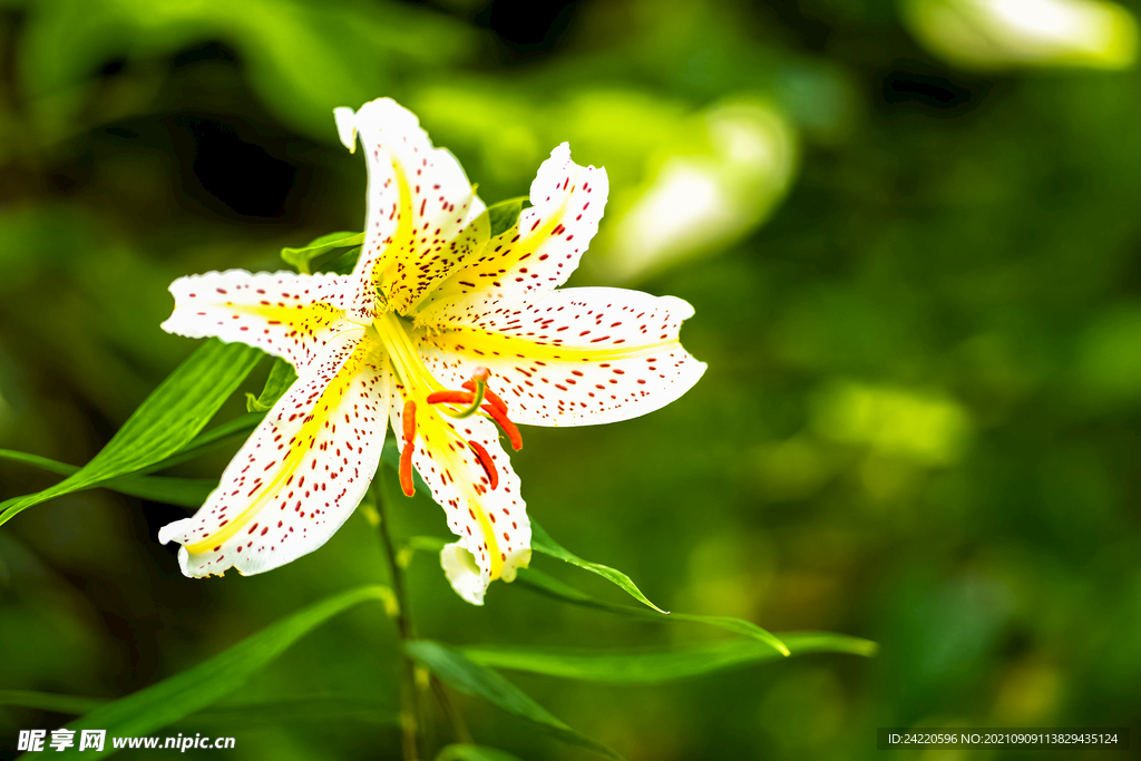 鲜花