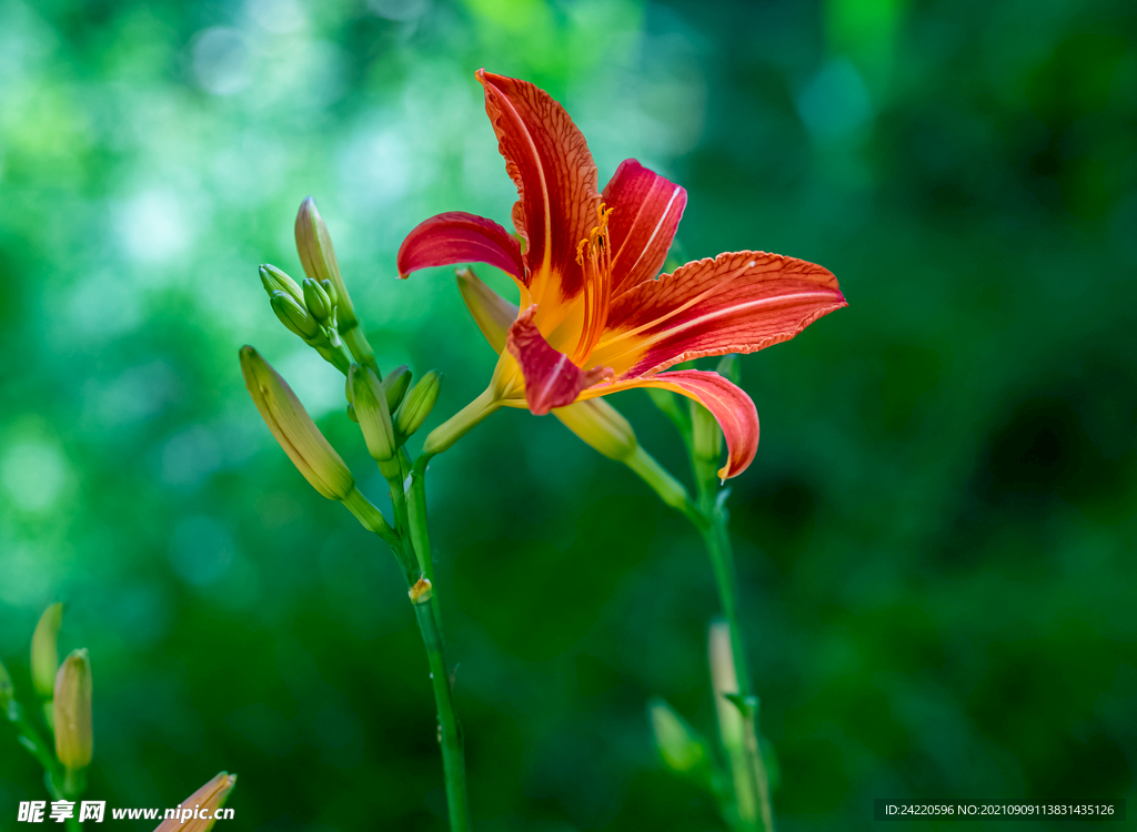 鲜花