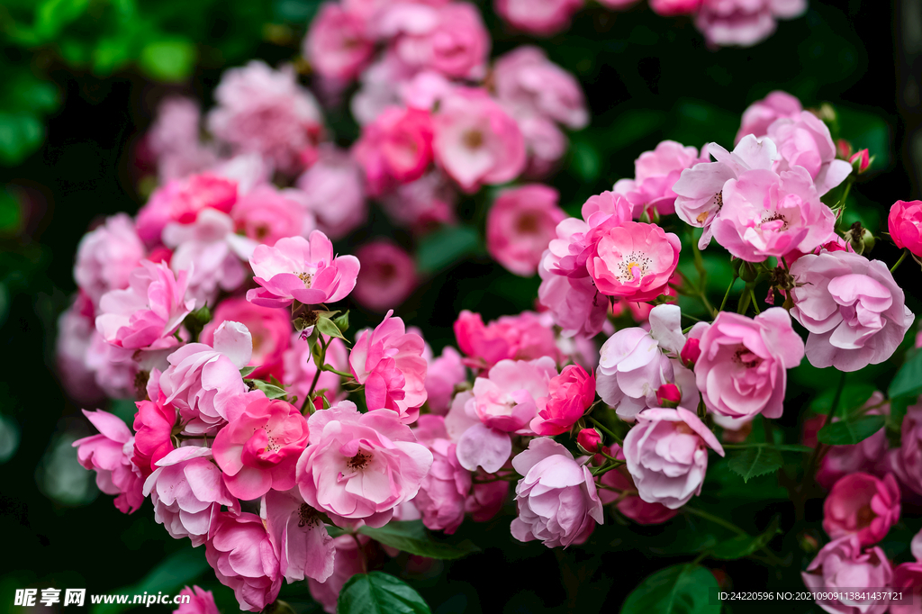 鲜花