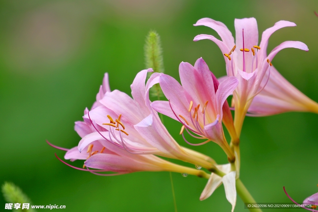 鲜花