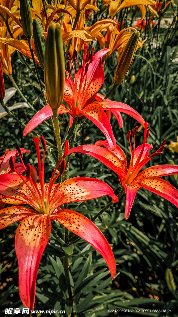 鲜花