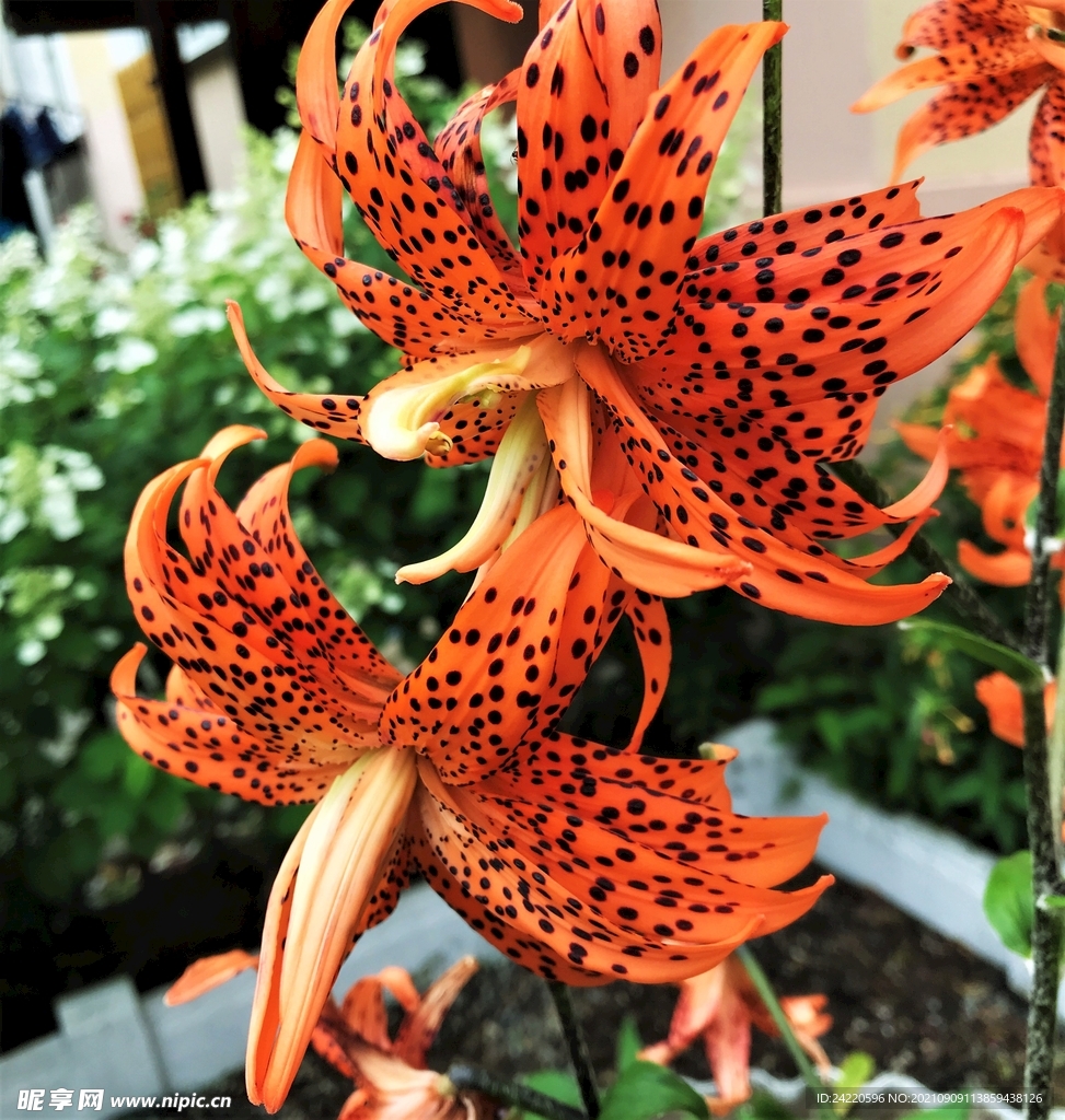 鲜花