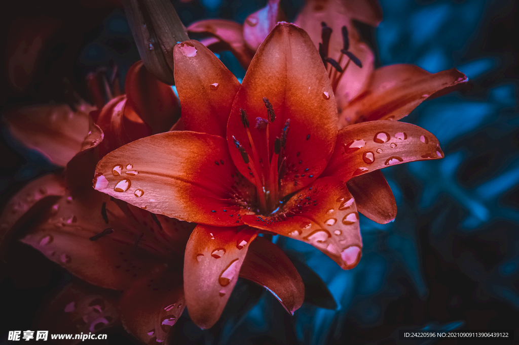鲜花