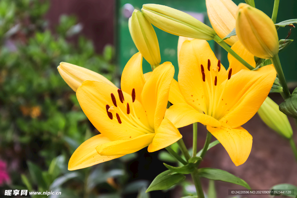 鲜花