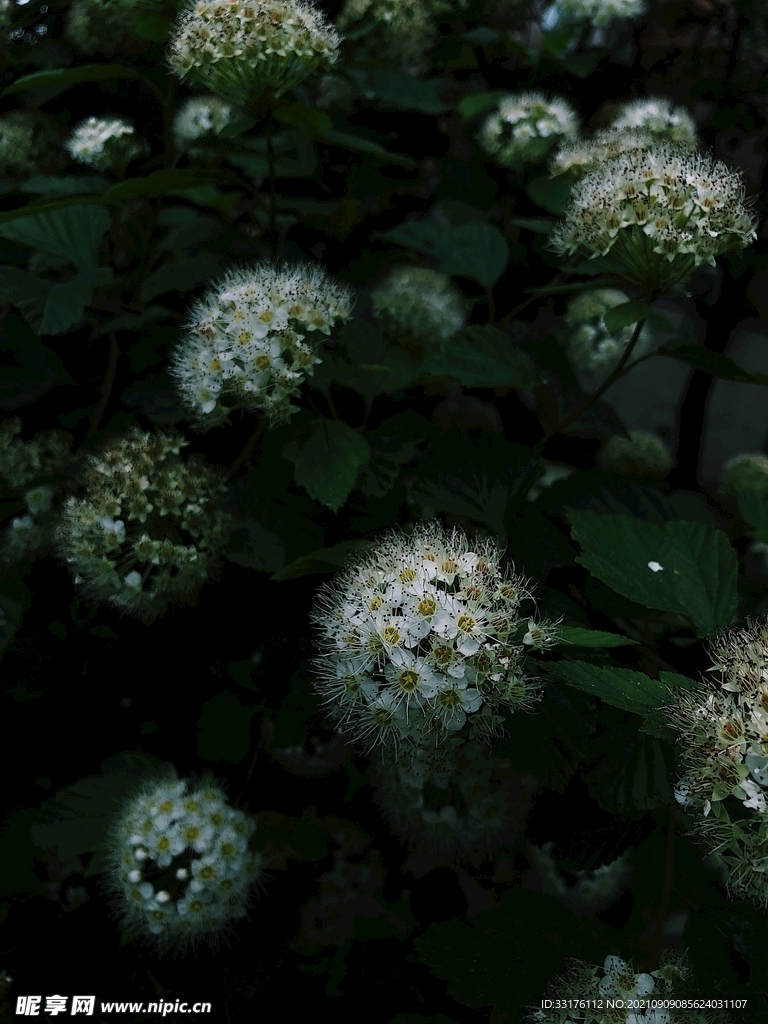 绣线菊菊花卉背景
