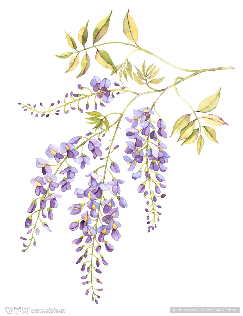 素材花