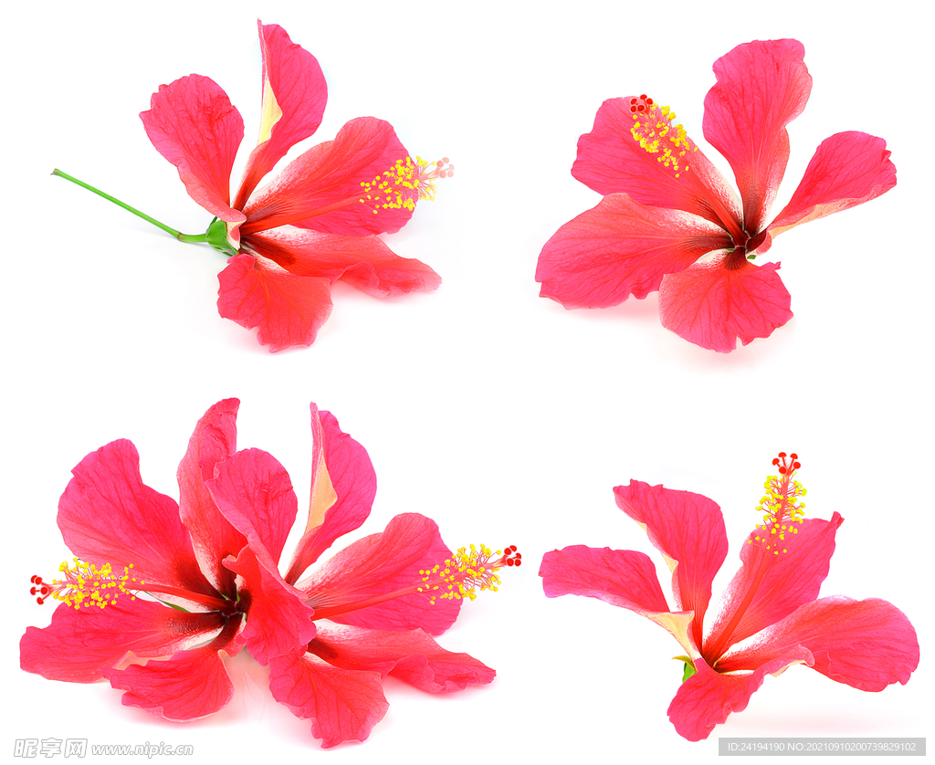 素材花