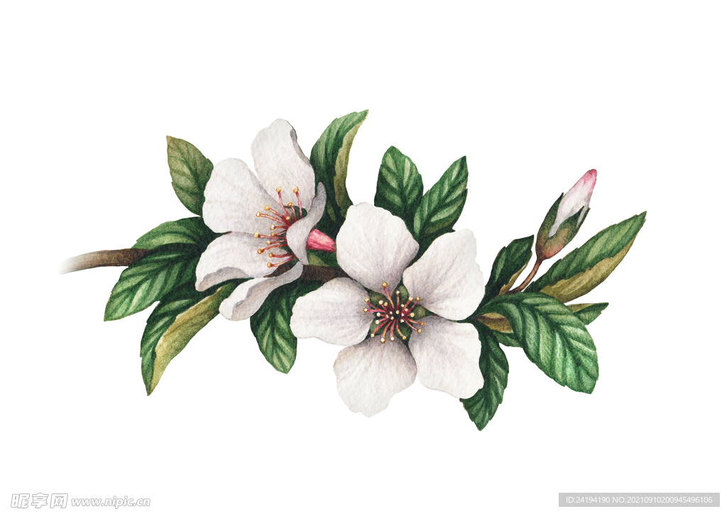 素材花
