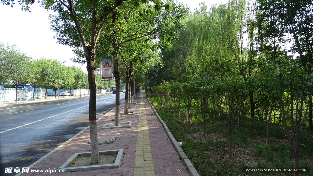 马路两旁树