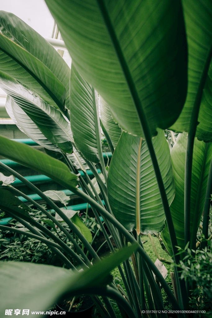 天堂鸟植物背景
