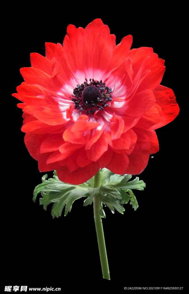 鲜花