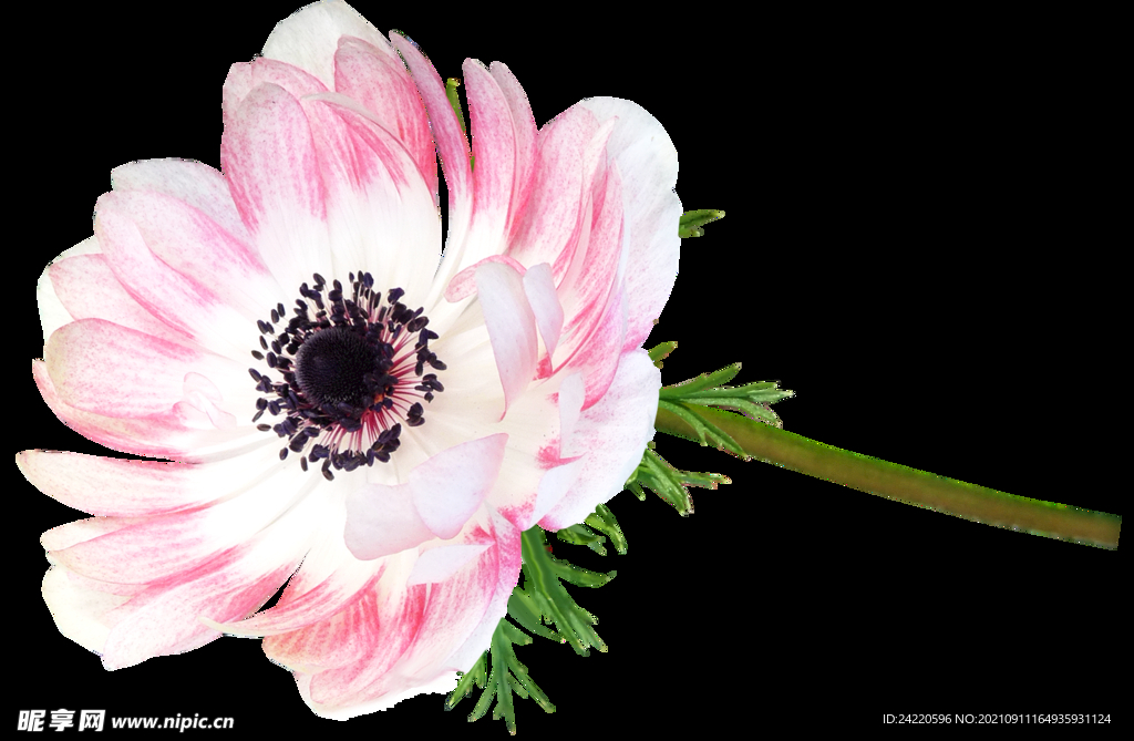 鲜花