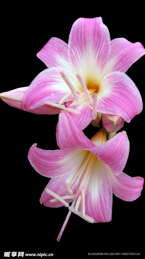 鲜花