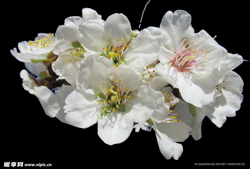 鲜花