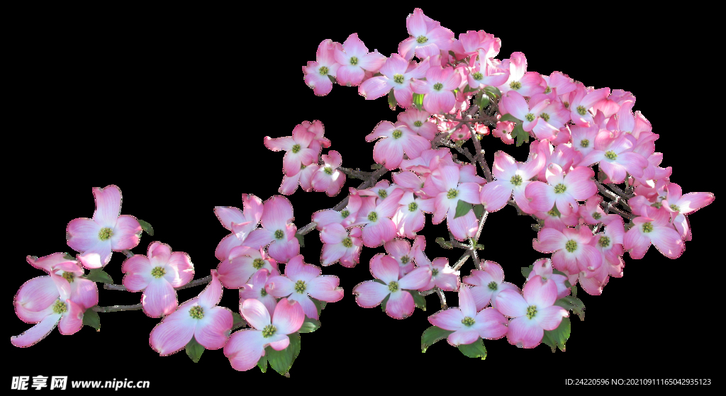 鲜花