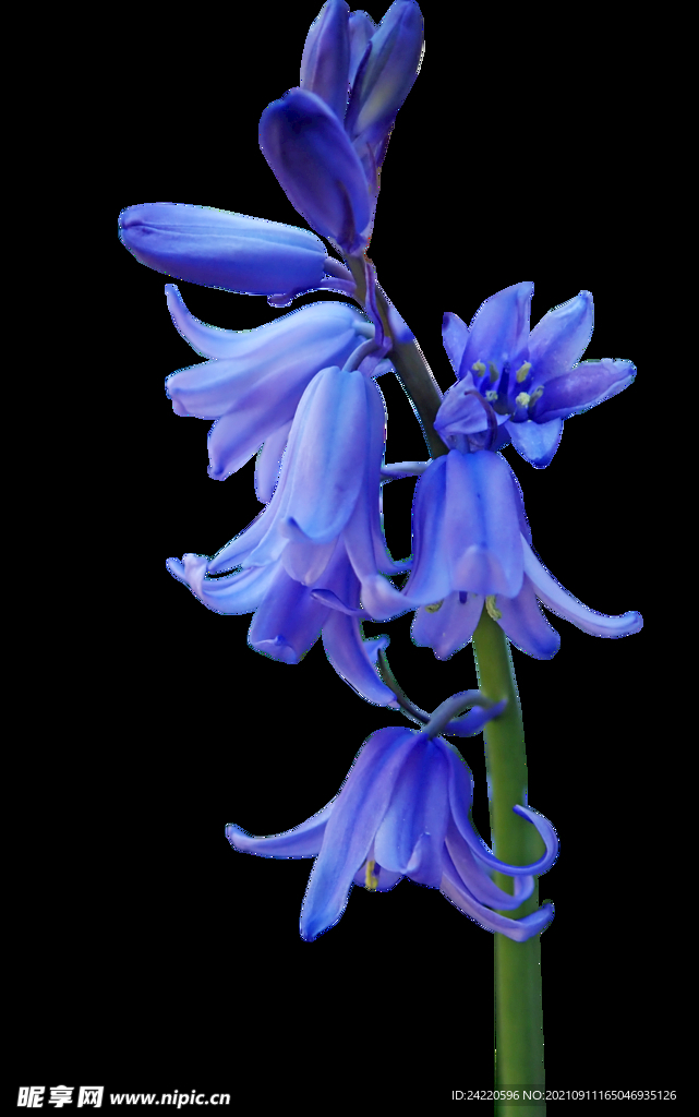 鲜花