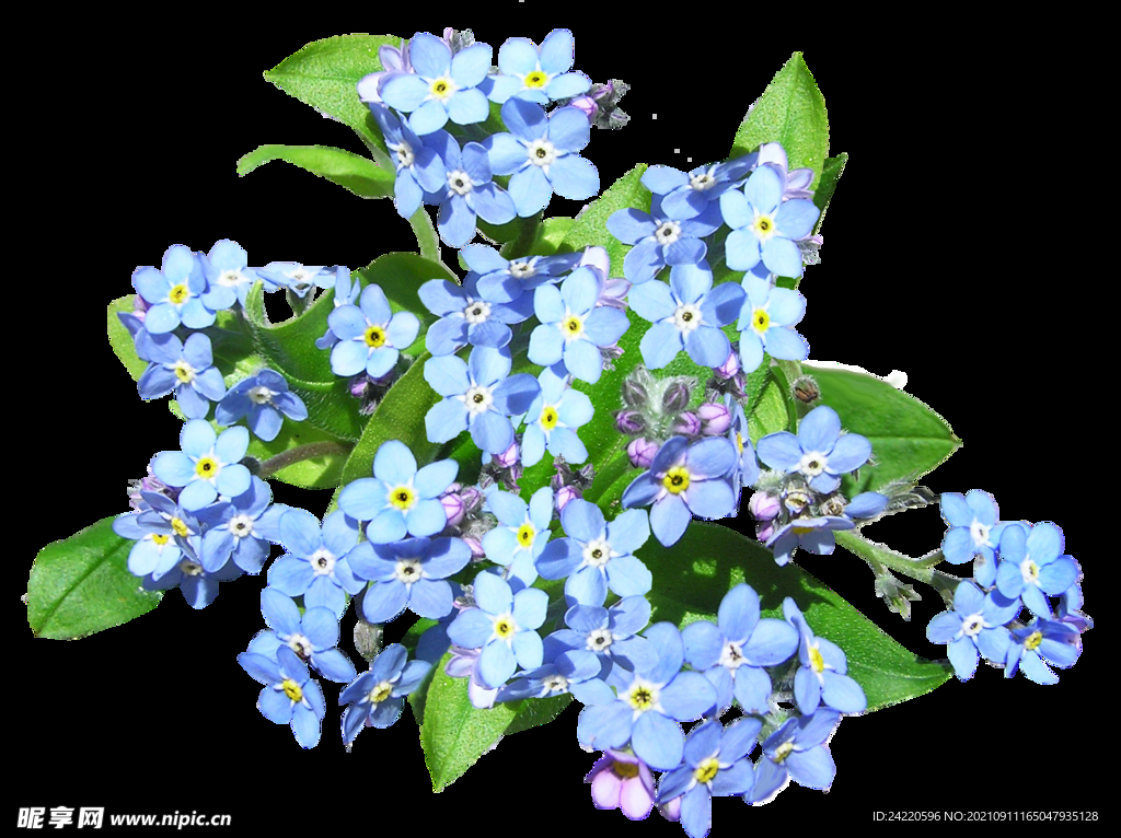鲜花